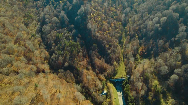 Avrupa 'daki Güzel Yoğunluk Ormanı (124; 4K Hava Aracı: Lush Green Woodland Manzarası 124; Doğal Çevre, Ağaçlar ve Yaban Hayatı - 124; Huzurlu Doğa, Çevre Turizmi ve Manzarası Ormanı 