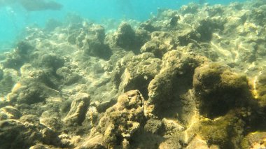 Mercan Resifi 'ndeki Renkli Tropikal Balık ve Deniz Yaşamı. Canlı Mercan Resifi Ekosisteminde Yüzen Çeşitli Balık Türleri, Kızıl Deniz, Doğal Su altı Vahşi Hayatı. Balık. Balıklar. Mercan kayalıkları. Su altındaki mercan resiflerinde renkli yaşam. 