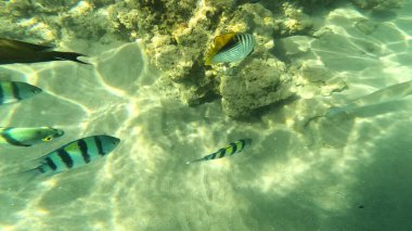 Mercan Resifi 'ndeki Renkli Tropikal Balık ve Deniz Yaşamı. Canlı Mercan Resifi Ekosisteminde Yüzen Çeşitli Balık Türleri, Kızıl Deniz, Doğal Su altı Vahşi Hayatı. Balık. Balıklar. Mercan kayalıkları. Su altındaki mercan resiflerinde renkli yaşam. 