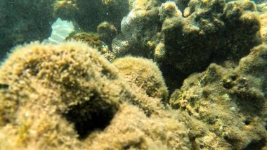 Mercan Resifi 'ndeki Renkli Tropikal Balık ve Deniz Yaşamı. Canlı Mercan Resifi Ekosisteminde Yüzen Çeşitli Balık Türleri, Kızıl Deniz, Doğal Su altı Vahşi Hayatı. Balık. Balıklar. Mercan kayalıkları. Su altındaki mercan resiflerinde renkli yaşam. 