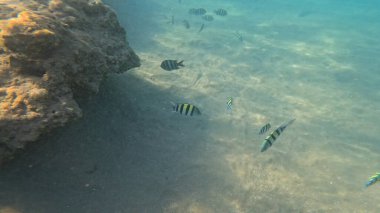 Mercan Resifi 'ndeki Renkli Tropikal Balık ve Deniz Yaşamı. Canlı Mercan Resifi Ekosisteminde Yüzen Çeşitli Balık Türleri, Kızıl Deniz, Doğal Su altı Vahşi Hayatı. Balık. Balıklar. Mercan kayalıkları. Su altındaki mercan resiflerinde renkli yaşam. 