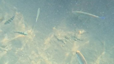 Mercan Resifi 'ndeki Renkli Tropikal Balık ve Deniz Yaşamı. Canlı Mercan Resifi Ekosisteminde Yüzen Çeşitli Balık Türleri, Kızıl Deniz, Doğal Su altı Vahşi Hayatı. Balık. Balıklar. Mercan kayalıkları. Su altındaki mercan resiflerinde renkli yaşam. 