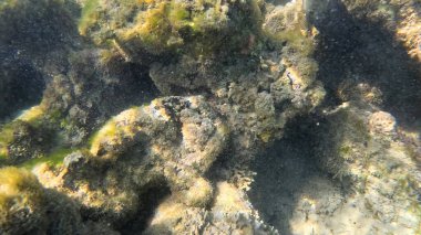 Mercan Resifi 'ndeki Renkli Tropikal Balık ve Deniz Yaşamı. Canlı Mercan Resifi Ekosisteminde Yüzen Çeşitli Balık Türleri, Kızıl Deniz, Doğal Su altı Vahşi Hayatı. Balık. Balıklar. Mercan kayalıkları. Su altındaki mercan resiflerinde renkli yaşam. 