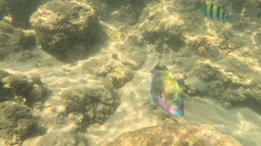 Mercan Resifi 'ndeki Renkli Tropikal Balık ve Deniz Yaşamı. Canlı Mercan Resifi Ekosisteminde Yüzen Çeşitli Balık Türleri, Kızıl Deniz, Doğal Su altı Vahşi Hayatı. Balık. Balıklar. Mercan kayalıkları. Su altındaki mercan resiflerinde renkli yaşam. 