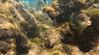 Mercan Resifi 'ndeki Renkli Tropikal Balık ve Deniz Yaşamı. Canlı Mercan Resifi Ekosisteminde Yüzen Çeşitli Balık Türleri, Kızıl Deniz, Doğal Su altı Vahşi Hayatı. Balık. Balıklar. Mercan kayalıkları. Su altındaki mercan resiflerinde renkli yaşam. 