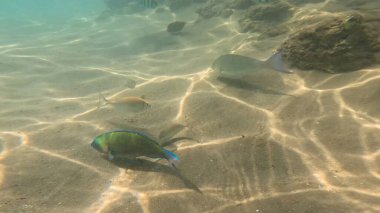 Mercan Resifi 'ndeki Renkli Tropikal Balık ve Deniz Yaşamı. Canlı Mercan Resifi Ekosisteminde Yüzen Çeşitli Balık Türleri, Kızıl Deniz, Doğal Su altı Vahşi Hayatı
