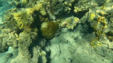 Mercan Resifi 'ndeki Renkli Tropikal Balık ve Deniz Yaşamı. Canlı Mercan Resifi Ekosisteminde Yüzen Çeşitli Balık Türleri, Kızıl Deniz, Doğal Su altı Vahşi Hayatı