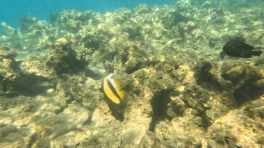 Mercan Resifi 'ndeki Renkli Tropikal Balık ve Deniz Yaşamı. Canlı Mercan Resifi Ekosisteminde Yüzen Çeşitli Balık Türleri, Kızıl Deniz, Doğal Su altı Vahşi Hayatı