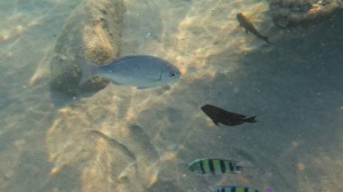 Mercan Resifi 'ndeki Renkli Tropikal Balık ve Deniz Yaşamı. Canlı Mercan Resifi Ekosisteminde Yüzen Çeşitli Balık Türleri, Kızıl Deniz, Doğal Su altı Vahşi Hayatı