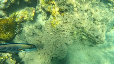 Mercan Resifi 'ndeki Renkli Tropikal Balık ve Deniz Yaşamı. Canlı Mercan Resifi Ekosisteminde Yüzen Çeşitli Balık Türleri, Kızıl Deniz, Doğal Su altı Vahşi Hayatı
