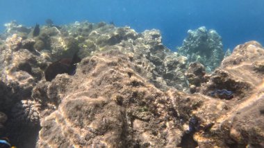 Mercan Resifi 'ndeki Renkli Tropikal Balık ve Deniz Yaşamı. Canlı Mercan Resifi Ekosisteminde Yüzen Çeşitli Balık Türleri, Kızıl Deniz, Doğal Su altı Vahşi Hayatı