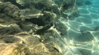 Mercan Resifi 'ndeki Renkli Tropikal Balık ve Deniz Yaşamı. Canlı Mercan Resifi Ekosisteminde Yüzen Çeşitli Balık Türleri, Kızıl Deniz, Doğal Su altı Vahşi Hayatı