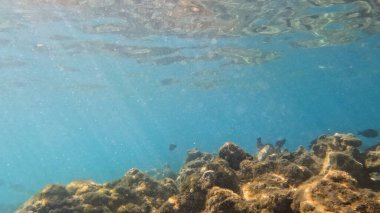 Mercan Resifi 'ndeki Renkli Tropikal Balık ve Deniz Yaşamı. Canlı Mercan Resifi Ekosisteminde Yüzen Çeşitli Balık Türleri, Kızıl Deniz, Doğal Su altı Vahşi Hayatı