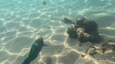 Mercan Resifi 'ndeki Renkli Tropikal Balık ve Deniz Yaşamı. Canlı Mercan Resifi Ekosisteminde Yüzen Çeşitli Balık Türleri, Kızıl Deniz, Doğal Su altı Vahşi Hayatı