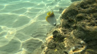 Mercan Resifi 'ndeki Renkli Tropikal Balık ve Deniz Yaşamı. Canlı Mercan Resifi Ekosisteminde Yüzen Çeşitli Balık Türleri, Kızıl Deniz, Doğal Su altı Vahşi Hayatı