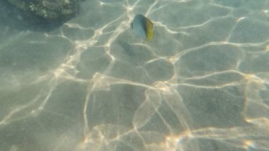 Balık. Balıklar. Mercan kayalıkları. Su altındaki mercan resiflerinde renkli yaşam. Renkli Tropikal Balıklar ve Deniz Hayatı. Sazlıktaki mercan kayalıklarında bir sürü balık var..