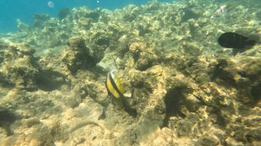 Balık. Balıklar. Mercan kayalıkları. Su altındaki mercan resiflerinde renkli yaşam. Renkli Tropikal Balıklar ve Deniz Hayatı. Sazlıktaki mercan kayalıklarında bir sürü balık var..