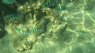 Balık. Balıklar. Mercan kayalıkları. Su altındaki mercan resiflerinde renkli yaşam. Renkli Tropikal Balıklar ve Deniz Hayatı. Sazlıktaki mercan kayalıklarında bir sürü balık var..