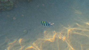 Balık. Balıklar. Mercan kayalıkları. Su altındaki mercan resiflerinde renkli yaşam. Renkli Tropikal Balıklar ve Deniz Hayatı. Sazlıktaki mercan kayalıklarında bir sürü balık var..