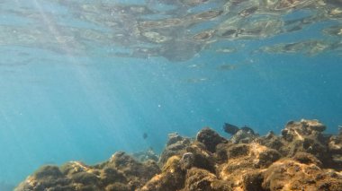Balık. Balıklar. Mercan kayalıkları. Su altındaki mercan resiflerinde renkli yaşam. Renkli Tropikal Balıklar ve Deniz Hayatı. Sazlıktaki mercan kayalıklarında bir sürü balık var..