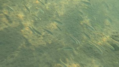 Mercan Resifi 'ndeki Renkli Resif Balığı. Sualtı Tropik Balık Okulu, Deniz Balığı Ekosistemi, Mercan Resifi Balık Habitatı, Okyanus Yaşamı ve Biyolojik Çeşitlilik.