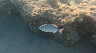 Mercan Resifi 'ndeki Renkli Resif Balığı. Sualtı Tropik Balık Okulu, Deniz Balığı Ekosistemi, Mercan Resifi Balık Habitatı, Okyanus Yaşamı ve Biyolojik Çeşitlilik.