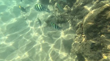 Mercan Resifi 'ndeki Renkli Resif Balığı. Sualtı Tropik Balık Okulu, Deniz Balığı Ekosistemi, Mercan Resifi Balık Habitatı, Okyanus Yaşamı ve Biyolojik Çeşitlilik.