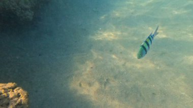 Mercan Resifi 'ndeki Renkli Resif Balığı. Sualtı Tropik Balık Okulu, Deniz Balığı Ekosistemi, Mercan Resifi Balık Habitatı, Okyanus Yaşamı ve Biyolojik Çeşitlilik.