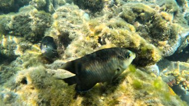Mercan Resifi 'ndeki Renkli Resif Balığı. Sualtı Tropik Balık Okulu, Deniz Balığı Ekosistemi, Mercan Resifi Balık Habitatı, Okyanus Yaşamı ve Biyolojik Çeşitlilik.