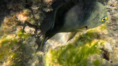 Mercan Resifi 'ndeki Renkli Resif Balığı. Sualtı Tropik Balık Okulu, Deniz Balığı Ekosistemi, Mercan Resifi Balık Habitatı, Okyanus Yaşamı ve Biyolojik Çeşitlilik.