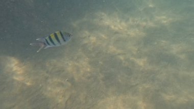 Mercan Resifi 'ndeki Renkli Resif Balığı. Sualtı Tropik Balık Okulu, Deniz Balığı Ekosistemi, Mercan Resifi Balık Habitatı, Okyanus Yaşamı ve Biyolojik Çeşitlilik.