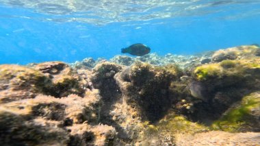 Mercan Resifi 'ndeki Renkli Resif Balığı. Sualtı Tropik Balık Okulu, Deniz Balığı Ekosistemi, Mercan Resifi Balık Habitatı, Okyanus Yaşamı ve Biyolojik Çeşitlilik.