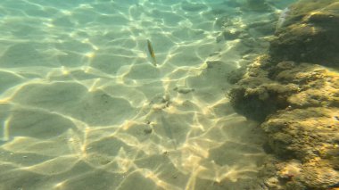 Mercan Resifi 'ndeki Renkli Resif Balığı. Sualtı Tropik Balık Okulu, Deniz Balığı Ekosistemi, Mercan Resifi Balık Habitatı, Okyanus Yaşamı ve Biyolojik Çeşitlilik.