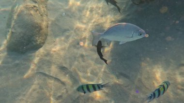 Mercan Resifi 'ndeki Renkli Resif Balığı. Sualtı Tropik Balık Okulu, Deniz Balığı Ekosistemi, Mercan Resifi Balık Habitatı, Okyanus Yaşamı ve Biyolojik Çeşitlilik.