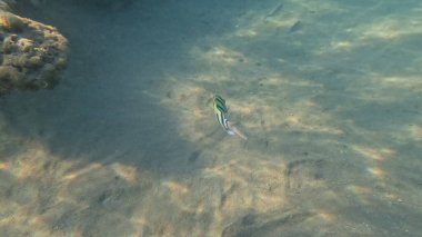 Mercan Resifi 'ndeki Renkli Resif Balığı. Sualtı Tropik Balık Okulu, Deniz Balığı Ekosistemi, Mercan Resifi Balık Habitatı, Okyanus Yaşamı ve Biyolojik Çeşitlilik.