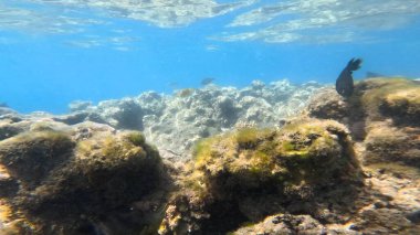 Mercan Resifi 'ndeki Renkli Resif Balığı. Sualtı Tropik Balık Okulu, Deniz Balığı Ekosistemi, Mercan Resifi Balık Habitatı, Okyanus Yaşamı ve Biyolojik Çeşitlilik.