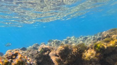 Mercan Resifi 'ndeki Renkli Resif Balığı. Sualtı Tropik Balık Okulu, Deniz Balığı Ekosistemi, Mercan Resifi Balık Habitatı, Okyanus Yaşamı ve Biyolojik Çeşitlilik.