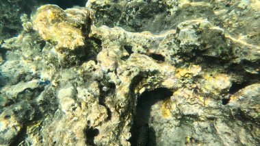 Mercan Resifi 'ndeki Renkli Resif Balığı. Sualtı Tropik Balık Okulu, Deniz Balığı Ekosistemi, Mercan Resifi Balık Habitatı, Okyanus Yaşamı ve Biyolojik Çeşitlilik.