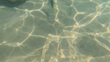 Mercan Resifi 'ndeki Renkli Resif Balığı. Sualtı Tropik Balık Okulu, Deniz Balığı Ekosistemi, Mercan Resifi Balık Habitatı, Okyanus Yaşamı ve Biyolojik Çeşitlilik.