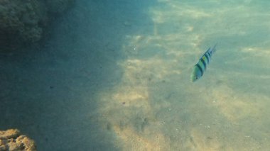 Mercan Resifi 'ndeki Renkli Resif Balığı. Sualtı Tropik Balık Okulu, Deniz Balığı Ekosistemi, Mercan Resifi Balık Habitatı, Okyanus Yaşamı ve Biyolojik Çeşitlilik.