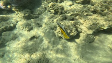 Mercan Resifi 'ndeki Renkli Resif Balığı. Sualtı Tropik Balık Okulu, Deniz Balığı Ekosistemi, Mercan Resifi Balık Habitatı, Okyanus Yaşamı ve Biyolojik Çeşitlilik.