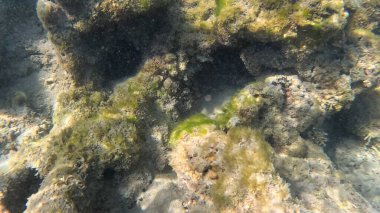 Mercan Resifi 'ndeki Renkli Resif Balığı. Sualtı Tropik Balık Okulu, Deniz Balığı Ekosistemi, Mercan Resifi Balık Habitatı, Okyanus Yaşamı ve Biyolojik Çeşitlilik.