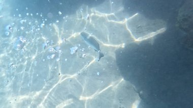 Mercan Resifi 'ndeki Renkli Resif Balığı. Sualtı Tropik Balık Okulu, Deniz Balığı Ekosistemi, Mercan Resifi Balık Habitatı, Okyanus Yaşamı ve Biyolojik Çeşitlilik.