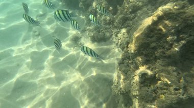 Mercan Resifi 'ndeki Renkli Resif Balığı. Sualtı Tropik Balık Okulu, Deniz Balığı Ekosistemi, Mercan Resifi Balık Habitatı, Okyanus Yaşamı ve Biyolojik Çeşitlilik.