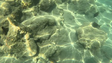 Mercan Resifi 'ndeki Renkli Resif Balığı. Sualtı Tropik Balık Okulu, Deniz Balığı Ekosistemi, Mercan Resifi Balık Habitatı, Okyanus Yaşamı ve Biyolojik Çeşitlilik.