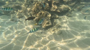 Mercan Resifi 'ndeki Renkli Resif Balığı. Sualtı Tropik Balık Okulu, Deniz Balığı Ekosistemi, Mercan Resifi Balık Habitatı, Okyanus Yaşamı ve Biyolojik Çeşitlilik.