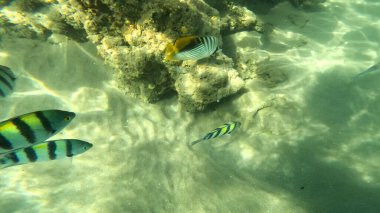 Mercan Resifi 'ndeki Renkli Resif Balığı. Sualtı Tropik Balık Okulu, Deniz Balığı Ekosistemi, Mercan Resifi Balık Habitatı, Okyanus Yaşamı ve Biyolojik Çeşitlilik.