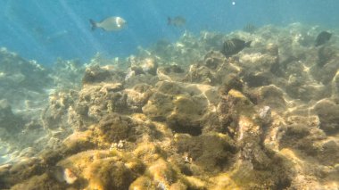 Mercan Resifi 'ndeki Renkli Resif Balığı. Sualtı Tropik Balık Okulu, Deniz Balığı Ekosistemi, Mercan Resifi Balık Habitatı, Okyanus Yaşamı ve Biyolojik Çeşitlilik.