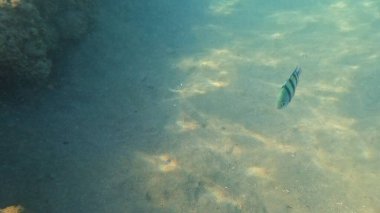 Mercan Resifi 'ndeki Renkli Resif Balığı. Sualtı Tropik Balık Okulu, Deniz Balığı Ekosistemi, Mercan Resifi Balık Habitatı, Okyanus Yaşamı ve Biyolojik Çeşitlilik.