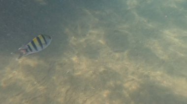 Mercan Resifi 'ndeki Renkli Resif Balığı. Sualtı Tropik Balık Okulu, Deniz Balığı Ekosistemi, Mercan Resifi Balık Habitatı, Okyanus Yaşamı ve Biyolojik Çeşitlilik.